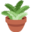 potted plant